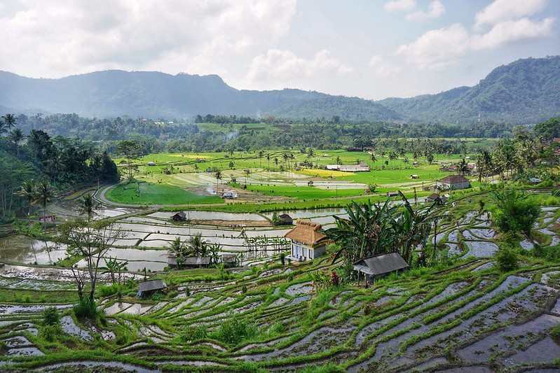 View across the Bali rice terraces near Sidemen