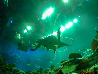 Photo 4 of 10 in the Aquarium gallery