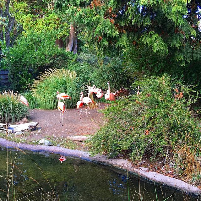 Pink flamingos! Also, how is there not a pink flamingo emoji? Priorities, people.