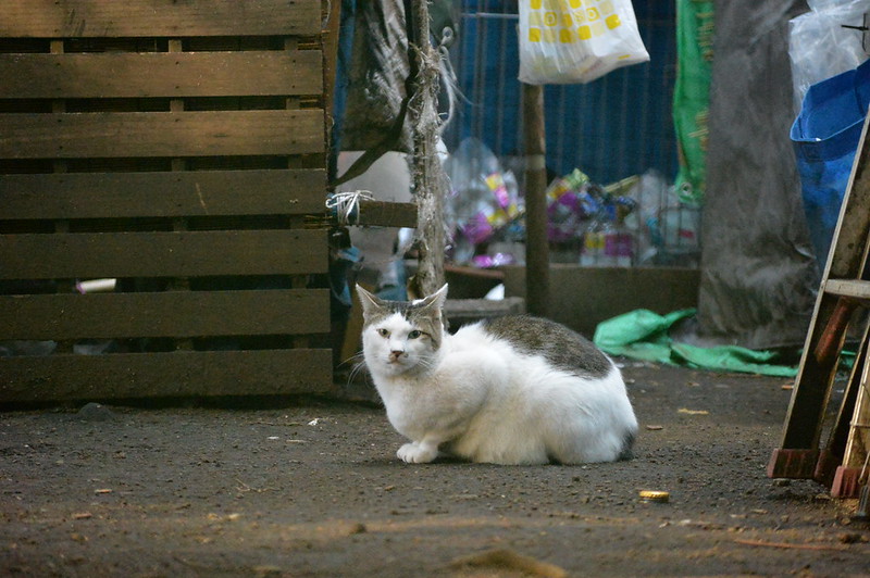 Nikon Df+AF P DX NIKKOR 70 300mm f4 5 6 3G ED VR東池袋中央公園の猫 キジ白