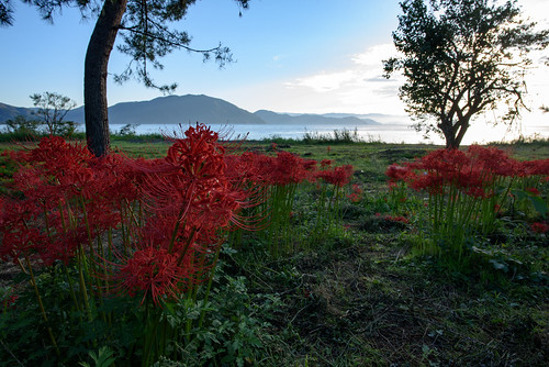 japan 滋賀県 高島市 琵琶湖 湖 lake flower 日の出 sunrise