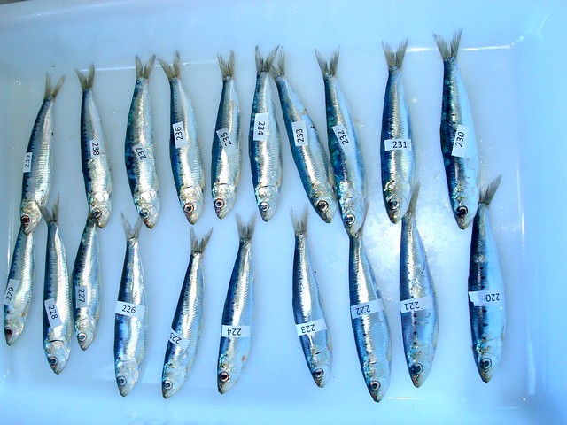 sardinas2