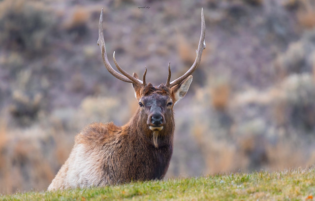 Bull elk portrait