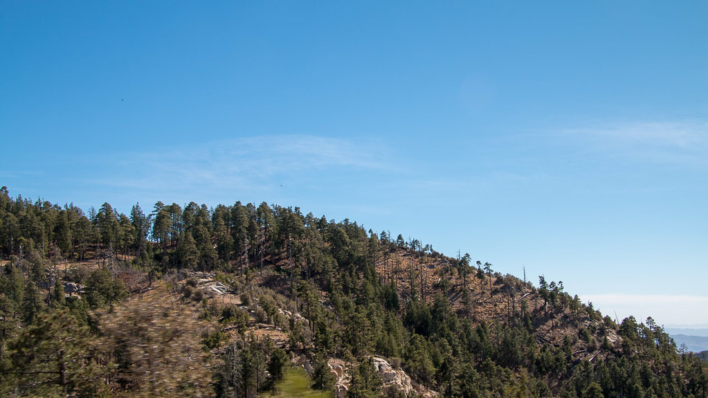 Evergreen trees on Mt. Lemmon Scenic Byway
