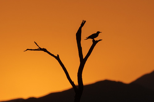 gildedflicker bird perching flying sunrise tree granitemountain bootleggertrail mcdowellsonoranpreserve scottsdale arizona desert sonorandesert