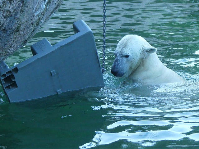 Eisbär, Tierpark Hellabrunn