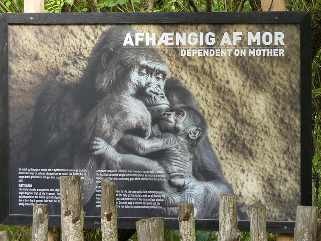 Zu den Gorillas, Zoo Givskud