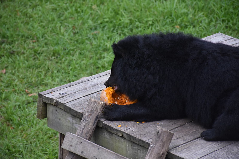 Bazan eats pumpkin