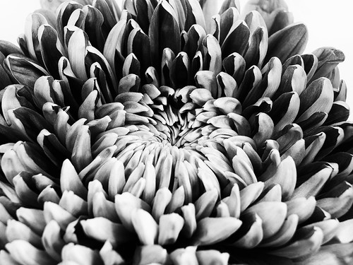 Dahlia in black & white