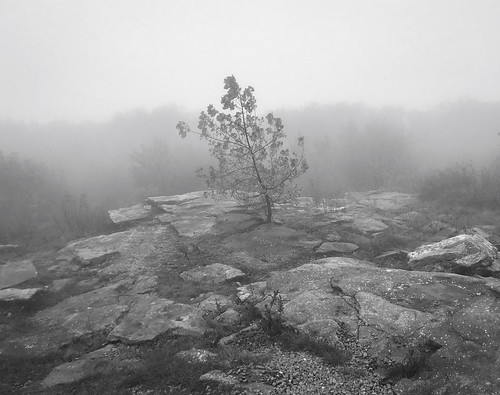 bw blackandwhite wachusettmountainstatereservation mountwachusett summit tree mood foggy fog