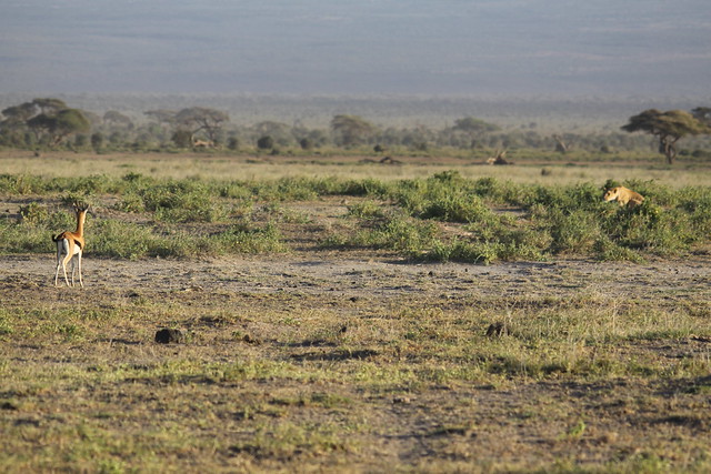 Hakuna Matata: Memorias de Africa - En construccion! - Blogs de Kenia - Dia 2: Comienza la aventura: primer contacto con Amboseli (10/02/2018) (32)