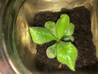 Drosera schizandra in coffee jar terrarium