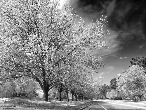 infrared blackandwhite bnw blackandwhitephotography landscape tree spring cary northcarolina nc usa