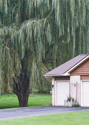 tree suburbs lawn house landscape minimal newtopographics banalography