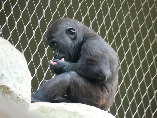 Gorilla Xetsa, Zoo Frankfurt
