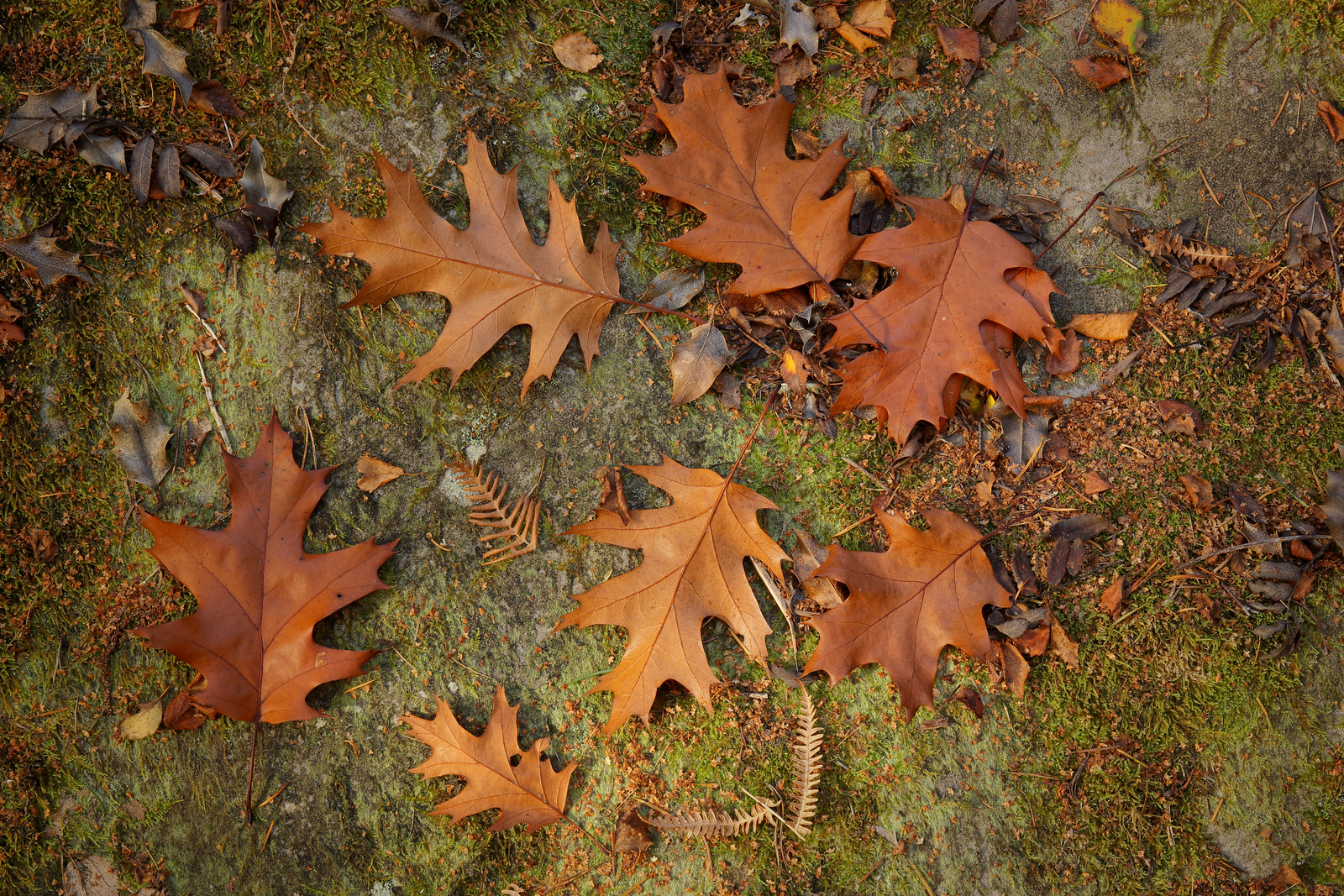 Red Oak Leaves