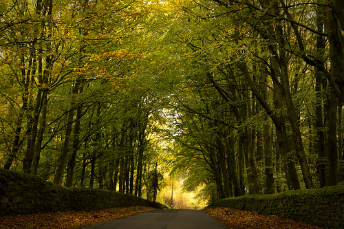 trees tree road tunnel light d750 nikon autumn autumnal woodland woods