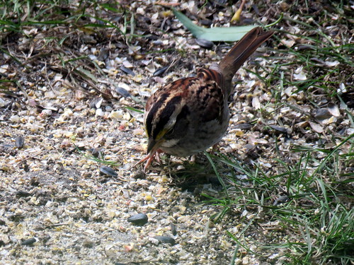 white-breasted sparrow