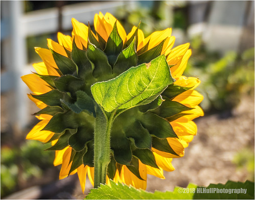 sunflower fllower leaves baclit backlight fall
