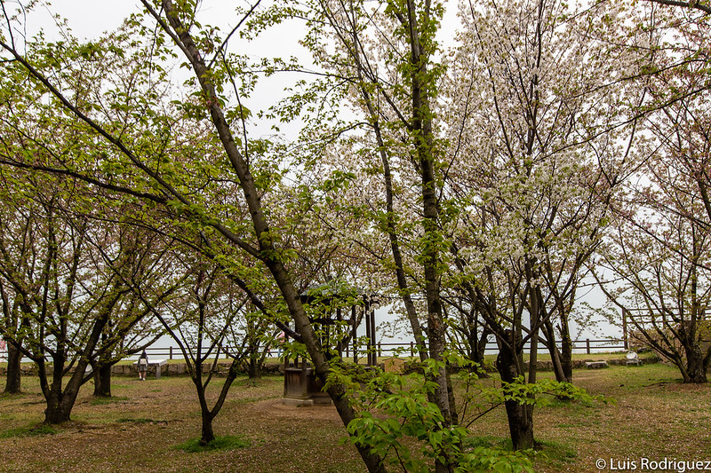 Árboles de cerezo en el Ninomaru