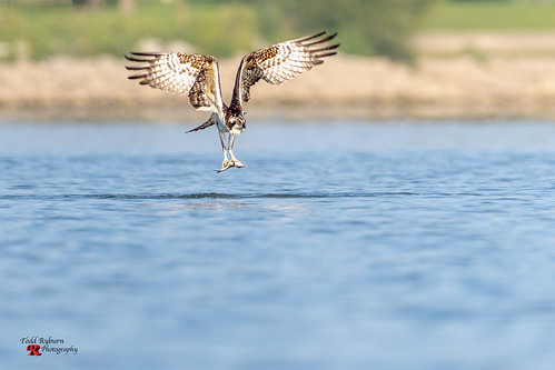 osprey fish catch birdinflight lake