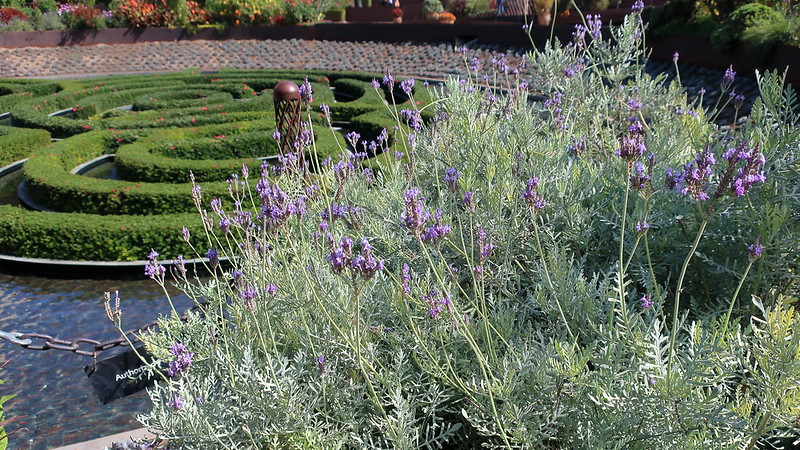 180927 154 Getty Center - Central Bowl Garden, Lavandula pinnata Fern-leaf Lavender, the Azalea maze is ringed with Kalanchoe pumila
