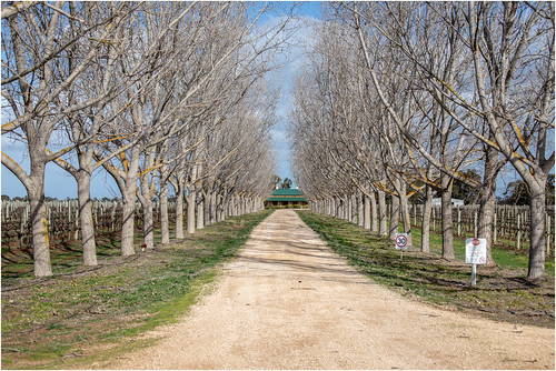 trees australia southaustralia canoneos5dmarkiv ef2470f28liiusm wine vineyard