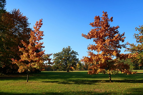 chateau park trees sky grass landscape autumn