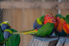 Colorful - Photo of Boinvilliers