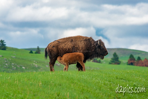 bison custerstatepark southdakota buffalogap unitedstates us