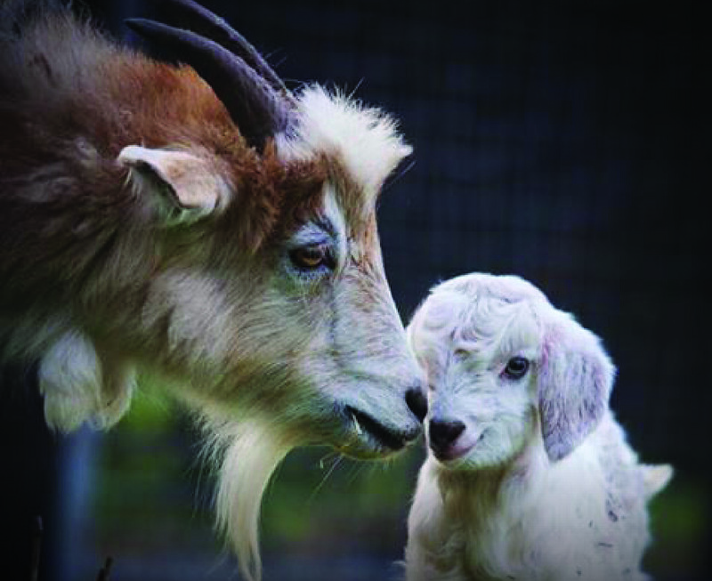 Just like us, goats are vocal communicators