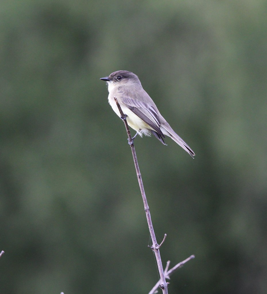 Northern Phoebe Ft Worth Nature center 10-18