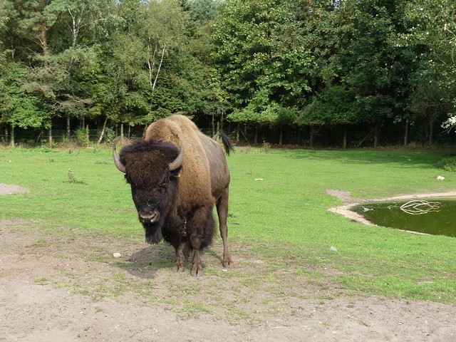 Bison, Zoo Givskud