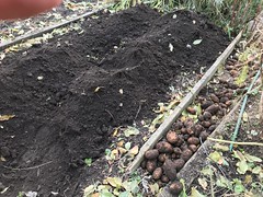 potato digging IMG_6430