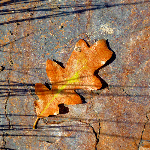 eechillington nikond7500 viewnxi mountolympus utah hiking leaf nature rock shadow