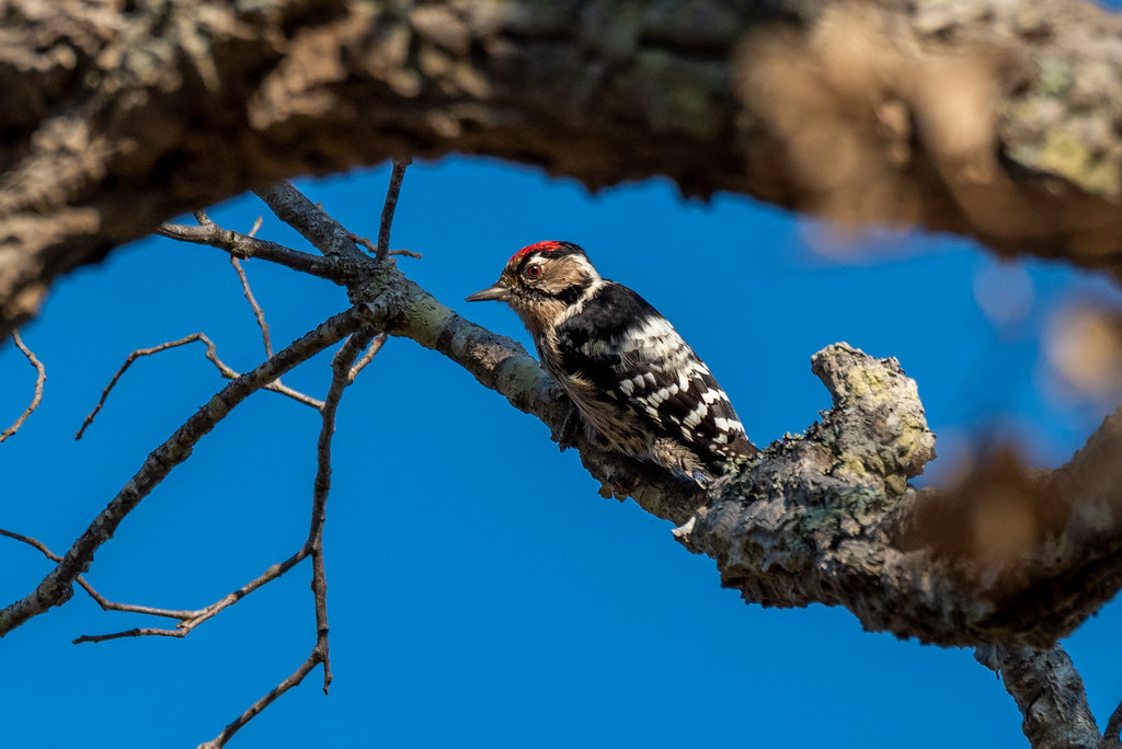 Male Lesser Spotted Woodpecker (Dryobates minor)