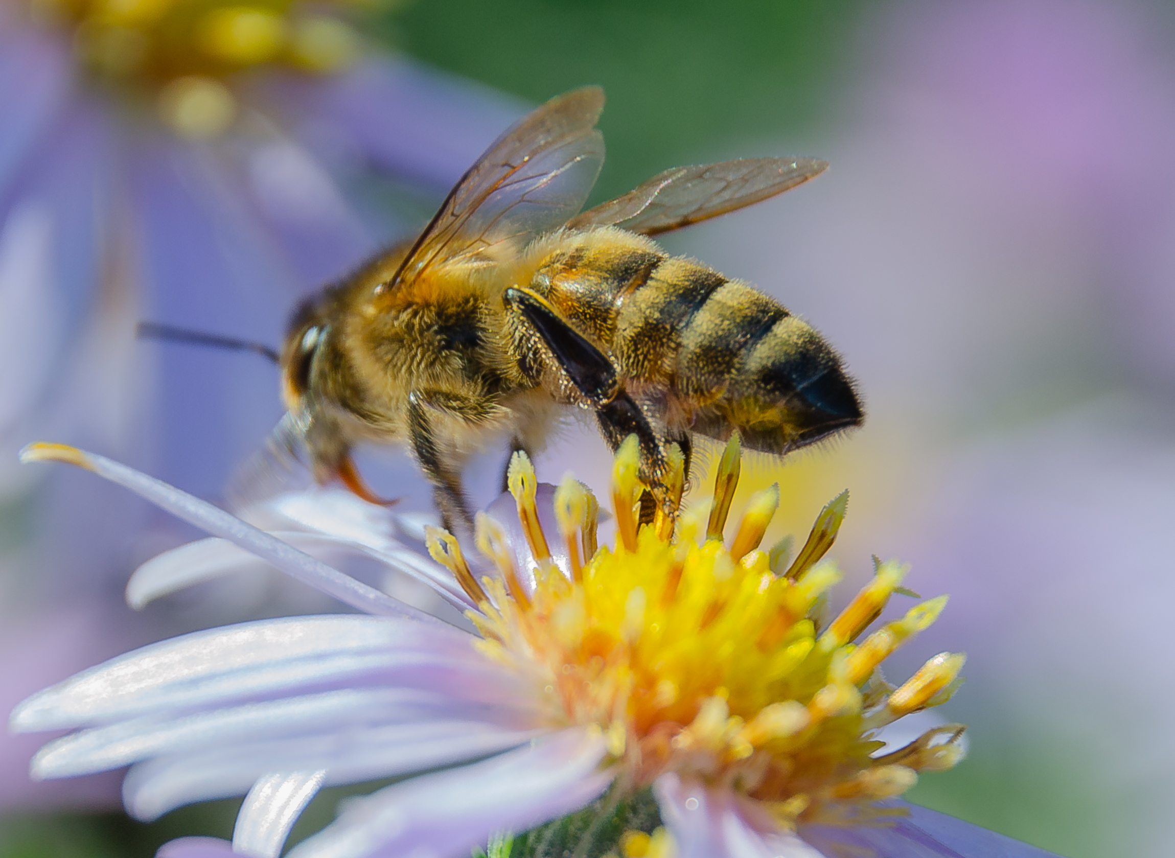 Нектар фото. Пчела с нектаром. Пчела на цветке. Плела собирает нектар. Пчела собирает нектар.