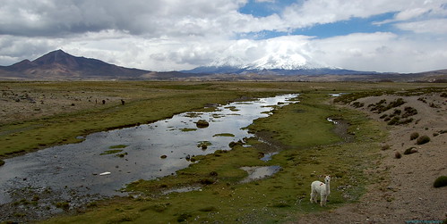mamifero llama paisaje naturaleza volcán bofedal parinacota lauca arica