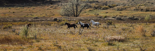 horses montana fall autumn
