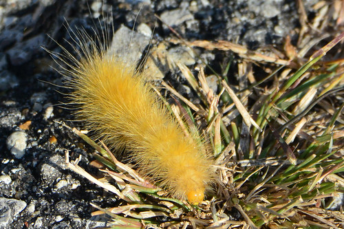 yellow caterpillar chisholmcreekpark wichita kansas