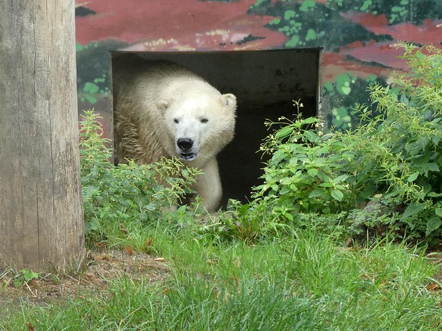 Eisbär Larissa, Tierpark Neumünster