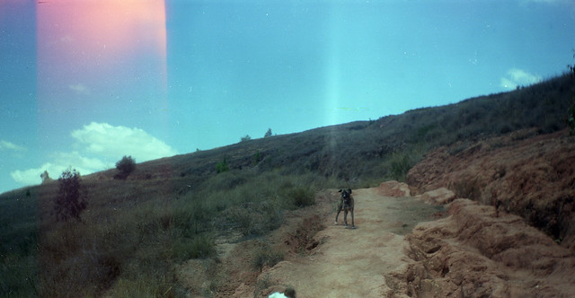 Dog on the Trail