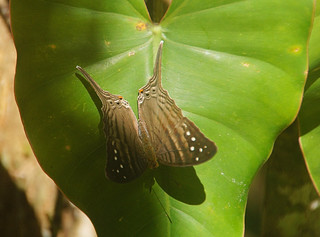 3-062 Vlinder