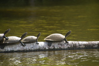 3-100 schildpadden