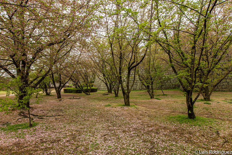 Alfombra de flores de cerezo después de la floración de abril
