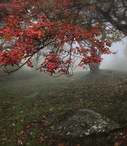 tree mood foggy fog wachusettmountainstatereservation mountwachusett