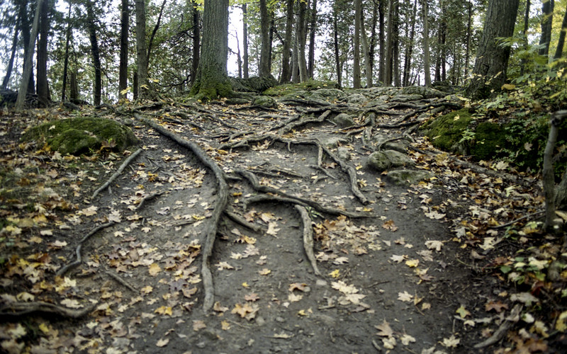 Escarpment Roots
