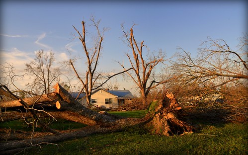 hurricanemichael damage trees pecantrees hurricanedamage altha fl