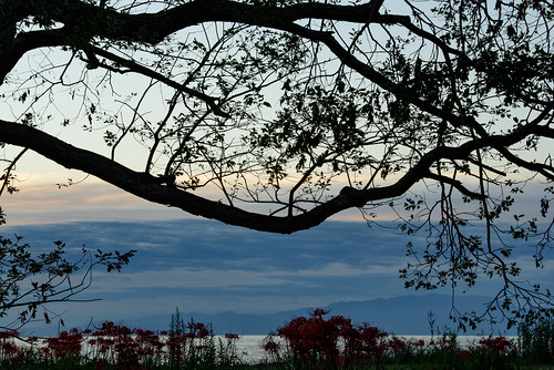 japan 滋賀県 高島市 琵琶湖 lake 湖 日の出 sunrise flower