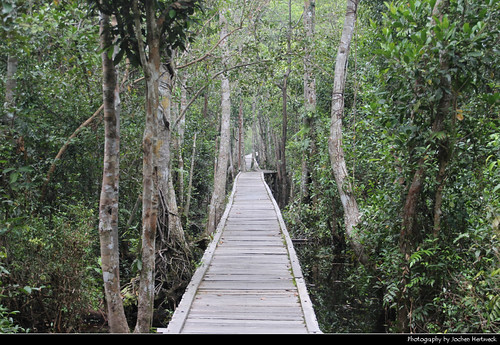 rainforest forest nature landscape scenery scenic landschaft hiking wandern path jungle tanjung puting national park np pn parc nacional nationalpark taman nasional танджунгпутинг regenwald kalimantan borneo pulau 婆罗洲 ボルネオ島 보르네오섬 калимантан indonesia indonesien indonésie 印度尼西亚 インドネシア 인도네시아 индонезия